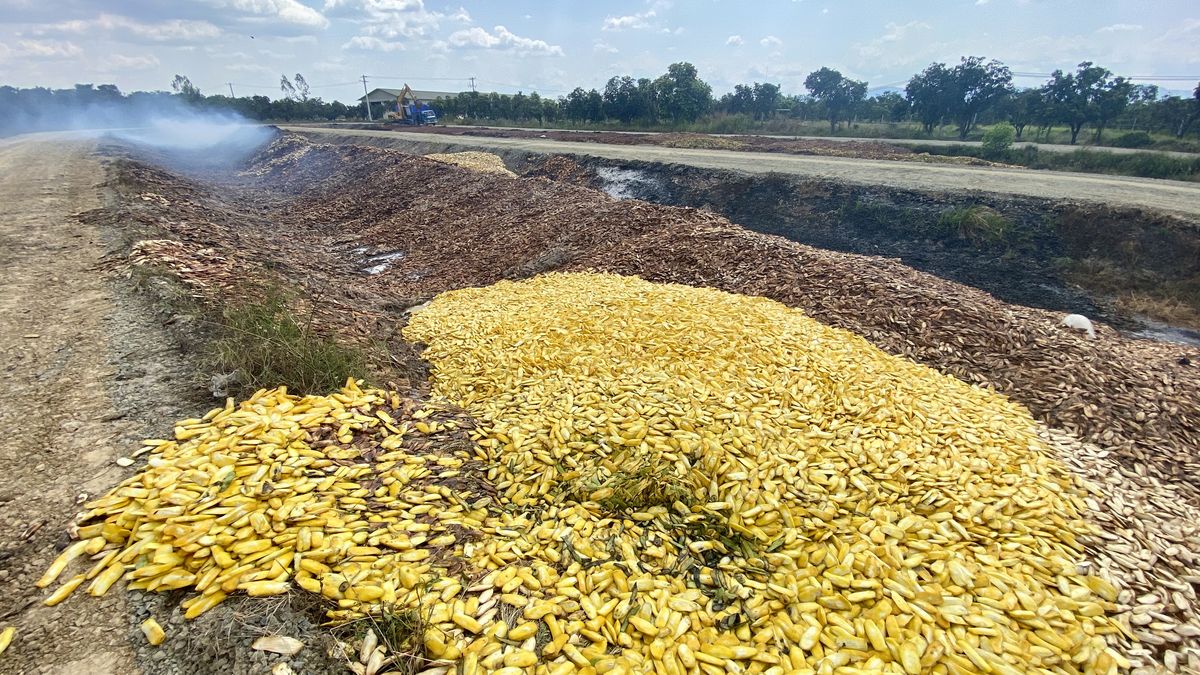 Kambodža může nově topit mangovými peckami. Díky české vědě